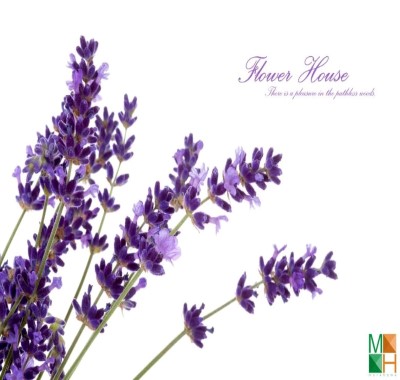  Tranh dán tường Hàn Quốc nhập khẩu hoa lavender FW - 187